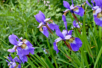 Image showing Nature, spring and iris in floral field with natural landscape, morning blossom and calm zen. Growth, peace and purple flower bush with green backyard garden, countryside and sustainable environment.