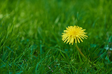 Image showing Nature, spring and dandelion in calm grass with natural landscape, morning and blossom. Floral growth, peace and yellow flower in field with green backyard garden, countryside and outdoor environment