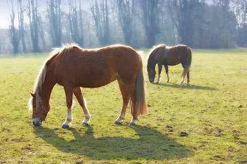 Image showing Horses, grass field and countryside for outdoor grazing in environment for food, sustainability or animal. Stallion, pet and hay for healthy nutrition in Texas for agriculture meal, eating or ranch