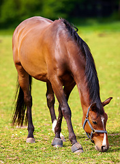 Image showing Horse, grass field and countryside for land grazing outdoor in environment for food, sustainability or animal. Stallion, pet and hay for healthy nutrition in Texas for agriculture, farm or nature