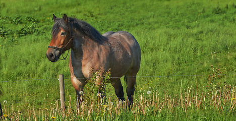 Image showing Horse, grass field and countryside for nature relax outdoor in environment for land, sustainability or animal. Stallion, pet and grazing for healthy nutrition in Texas for agriculture, farm or ranch