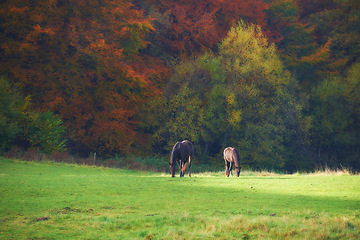 Image showing Horses, eating and grass field environment in countryside or agriculture grazing on farm or nutrition, sustainability or land. Animal, food and forest in Texas or outdoor traveling, relax or trip