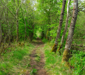 Image showing Trail, landscape or path for travel in nature for journey, adventure or hiking with trees in Amsterdam. Pathway, grass road or wilderness location with plants, roadway or environment for holiday trip