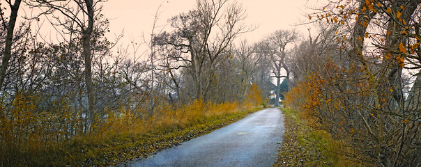 Image showing Road, landscape and forest with trees in countryside for travel, adventure and roadtrip with autumn in nature. Street, pathway or location in Denmark with tarmac, roadway or environment for direction