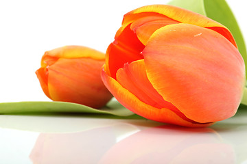 Image showing tulip reflected