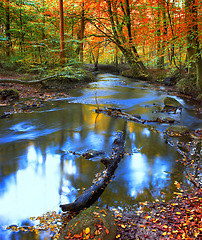 Image showing Landscape, forest and water in creek with trees, bush and environment in sunshine with red leaves. Woods, river and stream with growth, sustainability and ecology for swamp, autumn and countryside