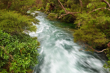 Image showing Nature, forest and fast river with trees for environment, ecosystem and ecology outdoors. Natural background, landscape and water flow for scenic view, travel destination and terrain in countryside