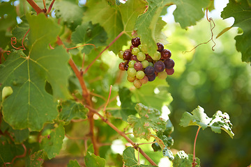 Image showing Grapes, leaves and sunlight on wine farm for agriculture, sustainability and alcohol production. Organic, fruit and plant for environment, eco friendly or sustainable farming on winery in California