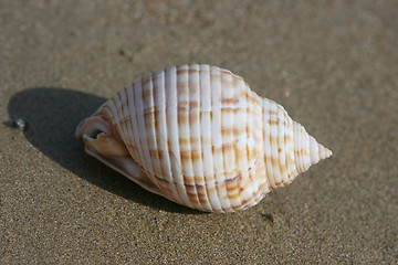 Image showing seashell on sand