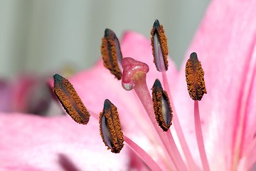 Image showing water drop on stem