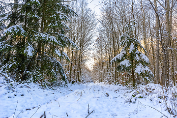 Image showing sunny winter forest