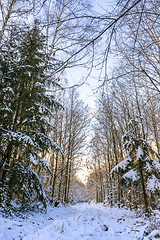 Image showing sunny winter forest