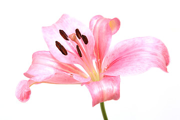 Image showing lily flower isolated