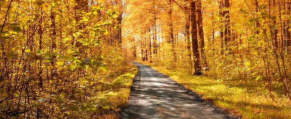 Image showing Forest, road and autumn season with trees, path or street of natural scenery on banner in nature. Empty trail, plants and leaves in the countryside of landscape, eco friendly environment or pathway