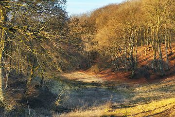 Image showing Tree, woods and spring with hill in nature for natural scenery, outdoor forest or seasonal change. Empty rainforest, sunlight or lush branches of foliage on peaceful land or wilderness in countryside