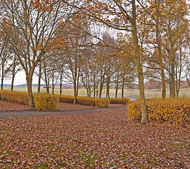 Image showing Trees, autumn and countryside with pathway for natural scenery, season change or eco friendly environment. Empty forest, wilderness or outdoor woods with growth, plants or bushes on peaceful land