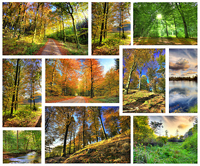 Image showing Trees, nature and woods with sunshine, frames and environment with fresh air and ecology. Outdoor, grass or spring with season or forest with countryside or earth day with climate change or landscape