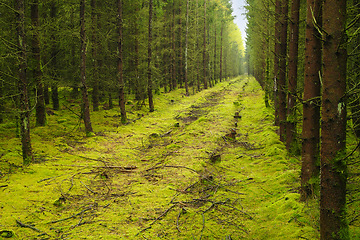 Image showing Forest, woods and nature with trees, path and grass with spring and landscape with fresh air. Empty, ecology and countryside with sustainability and field with growth and green with summer and leaf