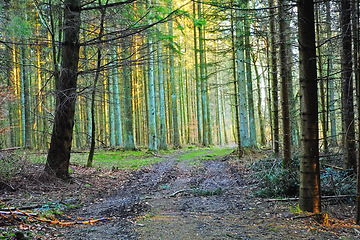 Image showing Landscape, nature and trees in outdoor forest for eco friendly, agro or ecology field. Plants, sustainable and agriculture green environment with leaves, branches and path in woods in countryside.