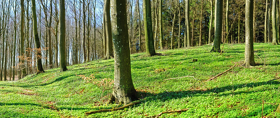 Image showing Forest, woods and environment with trees, sunshine and grass with spring and natural. Empty, fresh air and countryside with landscape and peace with plants or growth with field and green with ecology