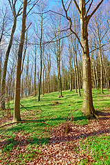 Image showing Sustainable, outdoor and trees in forest for eco friendly, agro or ecology landscape in nature. Plants, field and agriculture green environment with leaves, branches and path in woods in countryside.