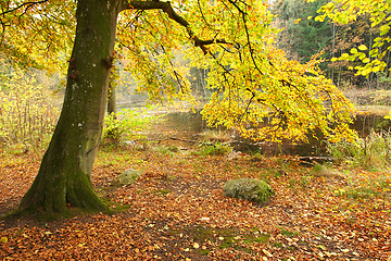 Image showing Forest, trees and lake with environment, countryside and climate with grass and sunshine. Growth, plants and woods with nature, water and river with farm and landscape with field and sustainability