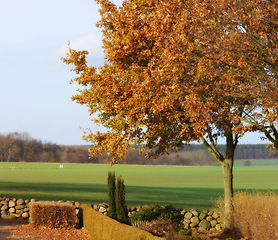 Image showing Countryside, grass and trees with summer, environment and agriculture with growth or plants. Empty, blue sky or fresh air with grass or natural with sunshine or eco friendly with ecology or landscape