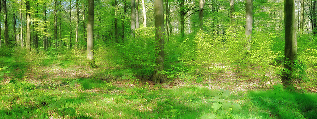 Image showing Forest, sunshine and environment with trees, bush and grass with spring and natural with plants. Woods, fresh air and countryside with landscape and peace with growth and field with green and ecology