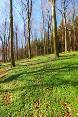 Image showing Sustainable, park and trees in outdoor forest for eco friendly, agro or ecology landscape. Plants, nature and agriculture green environment with leaves, branches and path in woods in countryside.