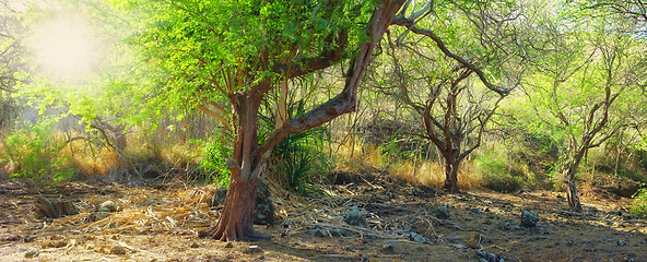 Image showing Ecology, nature and trees in outdoor forest for eco friendly, agro or sustainable landscape. Plants, field and agriculture green environment with leaves, branches and path in woods in countryside.