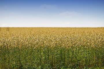 Image showing Mockup, wheat field and landscape of sky for countryside farming or eco friendly background. Sustainability, plant growth and gold grass or grain development on empty farm for agriculture or nature