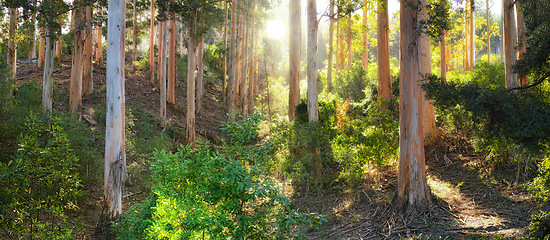 Image showing Forest, ecology and environment with trees, sunshine and grass with spring and natural. Empty, earth and countryside with landscape and woods with plants or growth with nature or green with fresh air