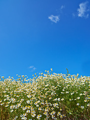 Image showing Chamomile, space or sky with field for flowers, plants or sustainable growth in environment. Background, outdoor or landscape of mockup for grass, lawn or natural pasture for white daisies or ecology