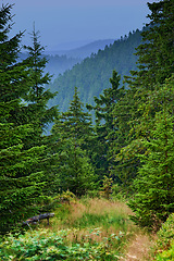 Image showing Woods, summer and trees with environment, bushes and nature with countryside and eco friendly. Landscape, sustainable and outdoor with woods and blue sky with growth and agriculture with ecology