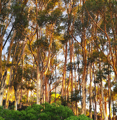 Image showing Bushes, forest and trees with sunshine, environment or agriculture with plants or eco friendly. Empty, blue sky or fresh air with summer or natural with woods or countryside with ecology or landscape