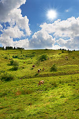 Image showing Cows, field or landscape of cattle on grass, countryside and dairy farm for sustainable production. Ecology, farming and top view of livestock, ranch animals and beef, meat or milk industry in nature