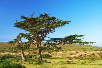 Image showing Countryside, summer or trees with blue sky, environment or sustainability with growth or eco friendly. Empty, plants or fresh air with grass or nature with woods or sunshine with ecology or landscape