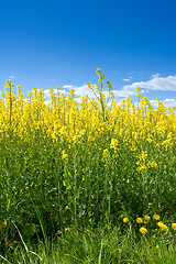 Image showing Sky, field or environment with grass for flowers, agro farming or sustainable growth in nature. Background, yellow canola plants or landscape of meadow, lawn or natural pasture for crops and ecology