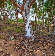 Image showing Forest, trees and countryside with bark, ground and climate with spring and sunshine with landscape. Growth, plants or woods with natural or grass with sand or summer with sustainability or fresh air