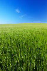 Image showing Sky, lawn mockup and field with landscape of agro farming and outdoor plant growth in summer. Background, botanical or space for environment, grass or natural pasture for crops and ecology in nature