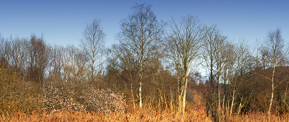 Image showing Forest, summer and trees with environment, autumn and nature with blue sky and eco friendly. Landscape, countryside or outdoor with woods or bushes with growth and agriculture with ecology or natural