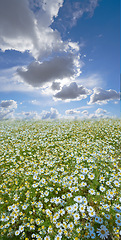 Image showing Chamomile, field or nature with grass for flowers, plants or sustainable growth in environment. Clouds in background, sky or landscape of meadow, lawn or natural pasture for white daisies and ecology