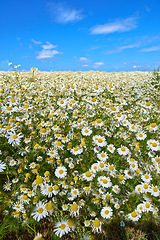 Image showing Chamomile, field or meadow with grass for flowers, plants or sustainable growth in environment. Sky in background, outdoor or landscape of nature, lawn or natural pasture for white daisies or ecology