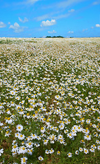 Image showing Chamomile, field or environment with grass for flowers, plants or sustainable growth in nature. Background, sky space or landscape of meadow, lawn or natural pasture for white daisies and ecology