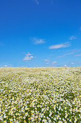 Image showing Chamomile, field or nature with meadow for flowers, plants or sustainable growth in environment. Sky in background, outdoor or landscape of grass, lawn or natural pasture for white daisies or ecology