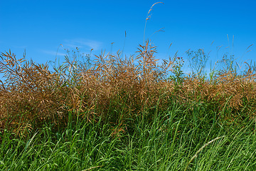 Image showing Plants, field or landscape of wild grass, agro farming or harvest growth in nature environment. Background, tall weeds or countryside with green lawn or natural pasture for meadow, crops or ecology