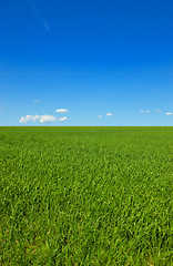 Image showing Sky, mockup and field with landscape of grass, agro farming and outdoor plant growth in summer. Background, botanical or space for environment, lawn or natural pasture for crops and ecology in nature