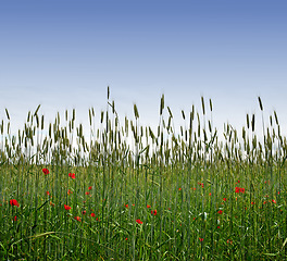 Image showing Red, field or environment with grass for flowers, agro farming or sustainable growth in nature. Background, sky space or landscape of meadow, green lawn or natural pasture for wild poppy and ecology