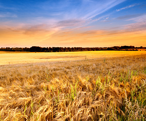 Image showing Landscape, agriculture and nature with wheat field, sky and environment for travel in countryside. Plant, grain and crops with horizon for natural background, sun and farming land for sustainability