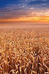 Image showing Landscape, sunset and wheat field for farming, sky and environment for travel in Denmark countryside. Plant, grain and crop with horizon for natural background, sun and agriculture for sustainability